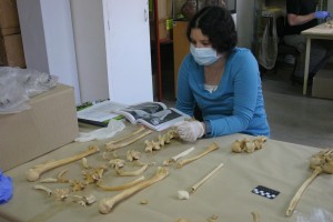 One of the anthropology students consults the Human Bone Book while working on a partial skeleton.